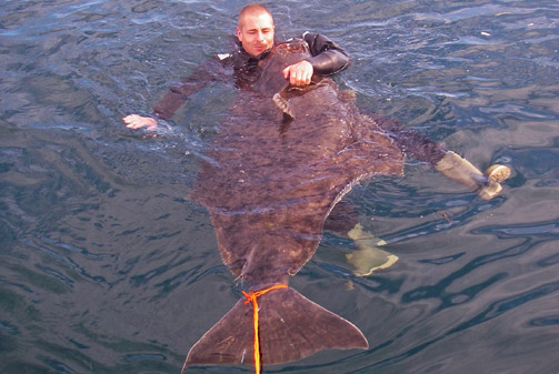 Bjorn swimming with a giant Halibut