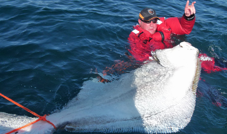Giant Halibut 208cm on the white side in the water before releasing it