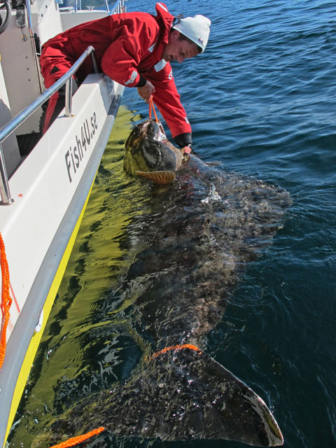 Johans biggest giant Halibut 208cm caught North of Tromsoe
