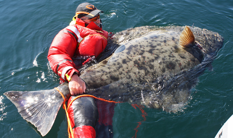 Halibut 206cm in great condition tagged and released outside Tromsoe
