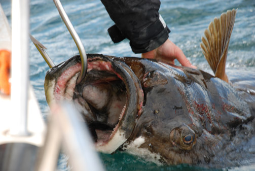 Close up on a head of giant 246 cm Halibut