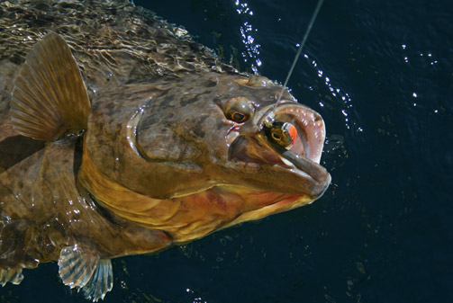 Halibut hooked on a cutbait jigg, tagged and released