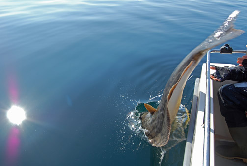 Release of a Halibut in the calm waters of Norway
