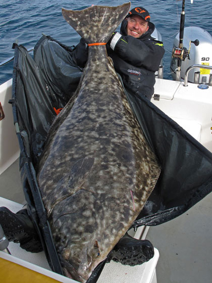 Mads with a nice 172cm Halibut that was tagged and released