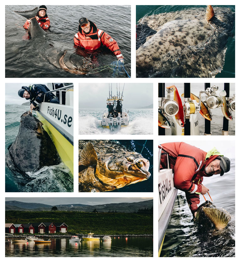Fish4U biggest Halibuts Norway