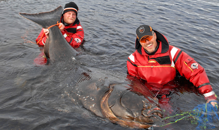 Peder and Per with his 231 cm Halibut, tagged and released