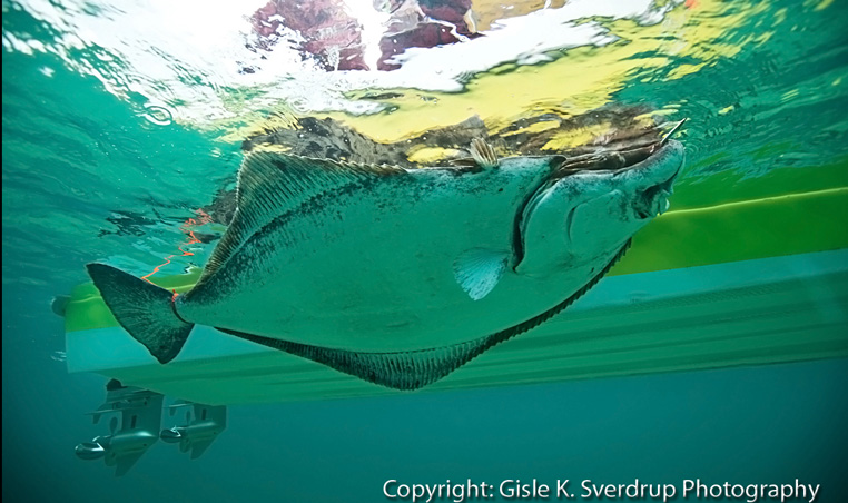 Underwater shot 198 cm Halibut