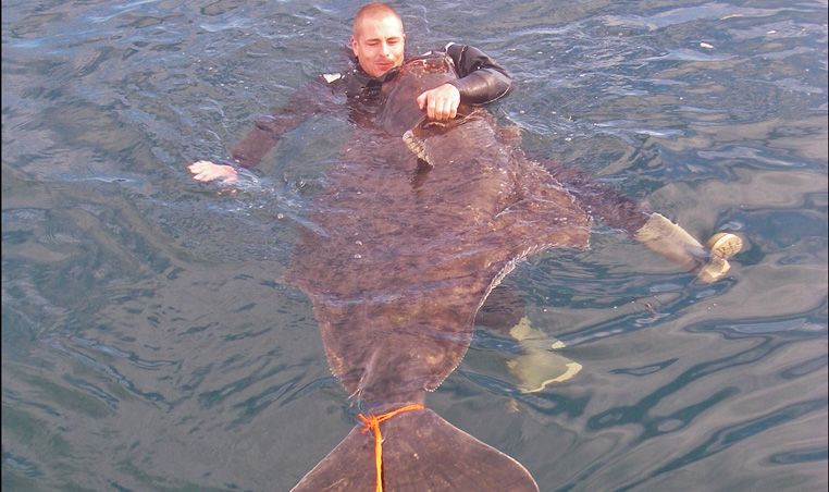 Björn 210 cm Halibut