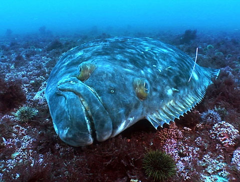 Halibut resting on the bottom after being tagged and released outside Tromsoe